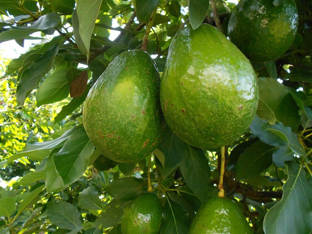 Palta Fuerte