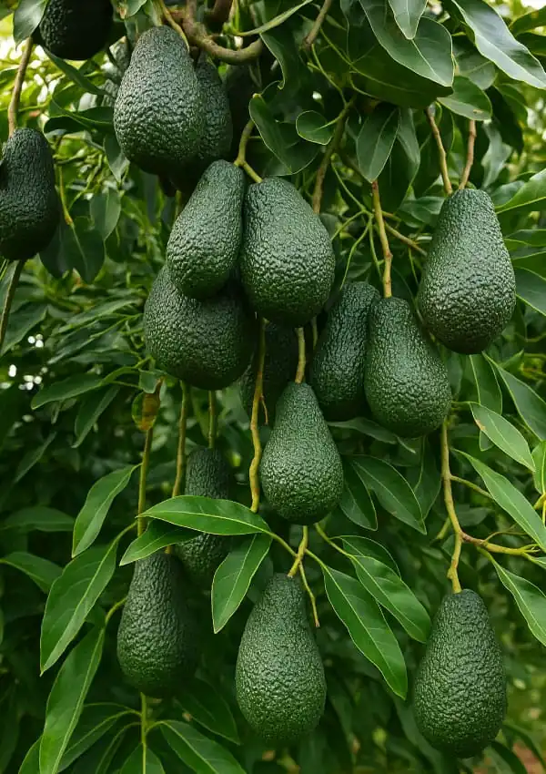 Palta Lamb Hass