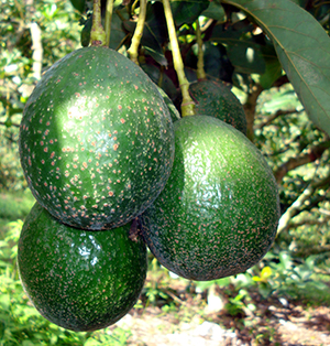 Palta Nabal